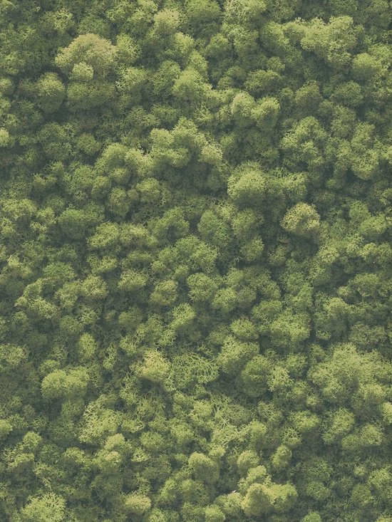 PAPIER PEINT MUR MOUSSE | Nature - vert - AS Création PintWalls II