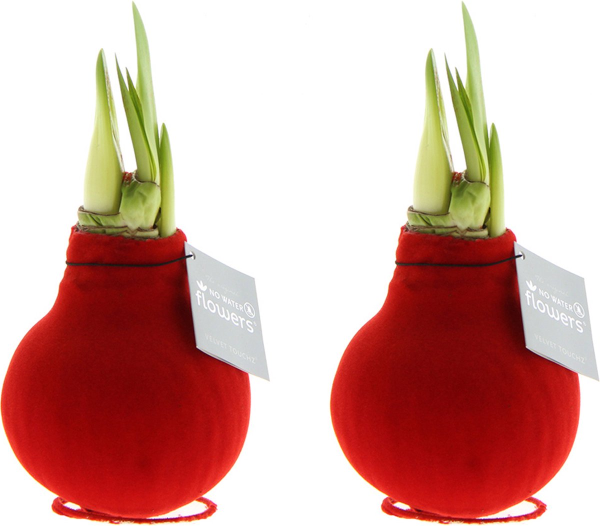Bloomique - Set van 2 - Amaryllis Bol in Wax - Rode Fluwele Coating - Bloembol - No Water Flowers - Kerstversiering - Hoogte 15-25 cm bij Levering - Groeit tot 40-60 cm - 10 cm diameter