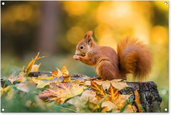 Herfstbladeren aan een berk | Natuurfotografie | Herfst van Marijn Alons op canvas, behang en meer