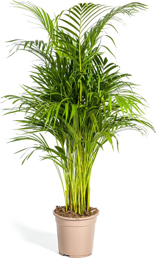 Dypsis Areca Lutescens - Ø21cm - 100-120cm hoog - Kamerplant - Groenblijvend