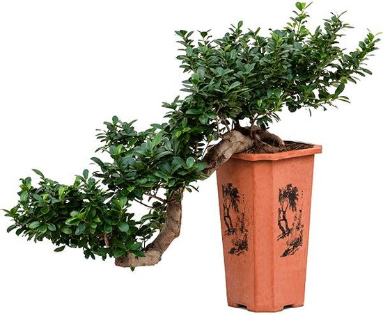 Bonsai van Botanicly – Chinese Vijg – Hoogte: 70 cm – Ficus microcarpa