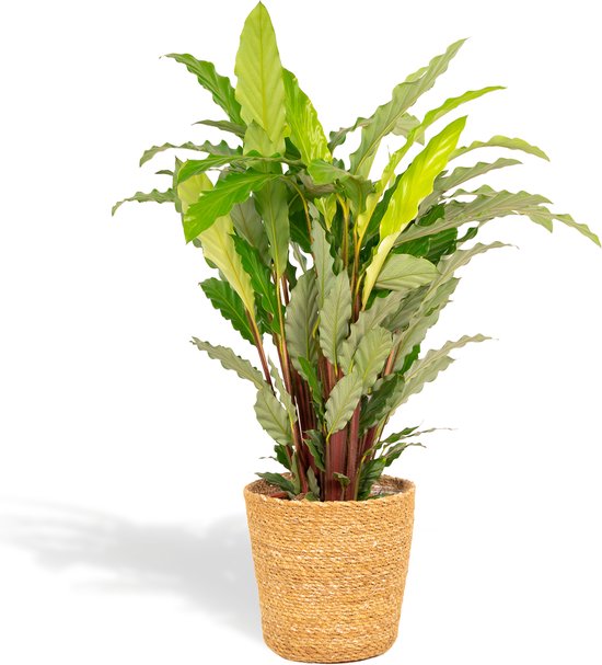 Calathea Mirosha, dans un panier en osier Gaby - 85cm de haut - Taille du  pot 19cm -... | bol