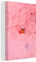 Canvas Schilderij Clownsvis in roze koraal - 60x90 cm - Wanddecoratie