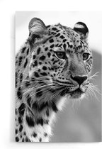 Walljar - Leopaard - Dieren poster