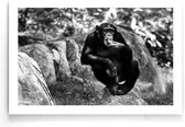 Walljar - Chimpanzee - Dieren poster