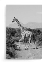 Walljar - Giraffe In De Natuur - Dieren poster