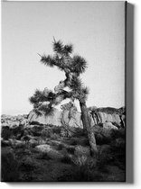 Walljar - Woestijnboom - Muurdecoratie - Canvas schilderij