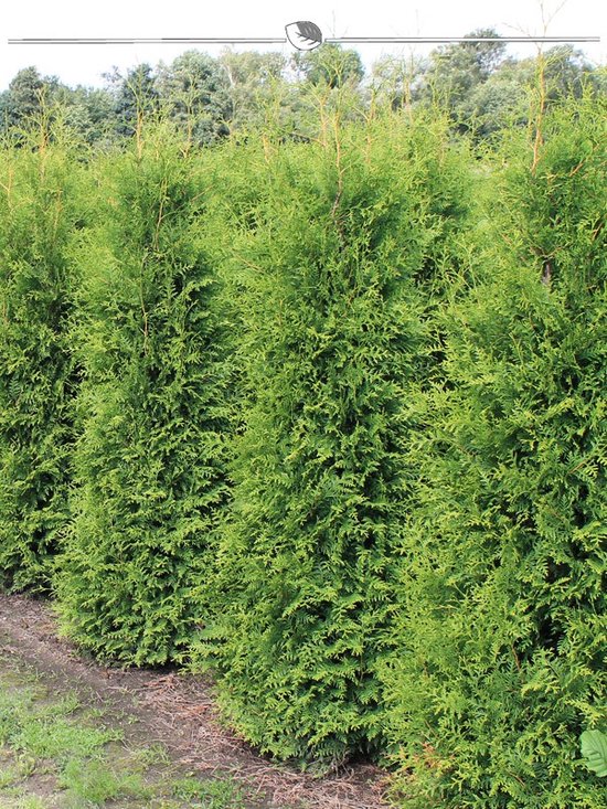 Westerse Levensboom Thuja Brabant 200-225 cm, 18x Haagplant | bol
