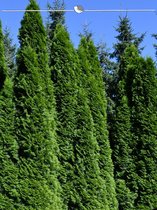 Westerse Levensboom Thuja Smaragd 80-100 cm, 40x Haagplant