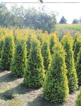 Westerse Levensboom Thuja Yellow Ribbon 120-140 cm, 50x Haagplant