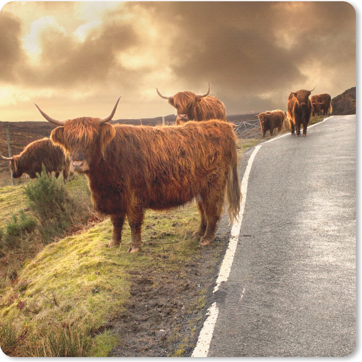 Muismat - Schotse hooglanders - Lucht - Weg - 20x20