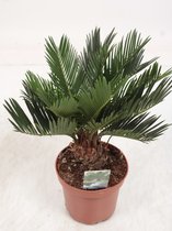 Kamerplant van Botanicly – Varenpalm – Hoogte: 60 cm – Cycas Revoluta