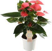 Anthurium Pink Champion ↨ 40cm - hoge kwaliteit planten