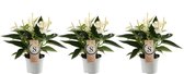 Trio Anthurium White Champion ↨ 30cm - 3 stuks - hoge kwaliteit planten