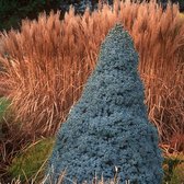 Picea glauca 'Sander's Blue' - Dwergspar - Planthoogte: 50-60 cm - Pot Ø 23 cm (5 liter)