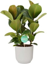 Kamerplant van Botanicly – Rubberboom in witte ELHO plastic pot als set – Hoogte: 60 cm – Ficus elastica