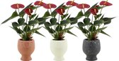 Kamerplanten van Botanicly – 3 × Flamingoplant – Hoogte: 20 cm – Anthurium diamond red