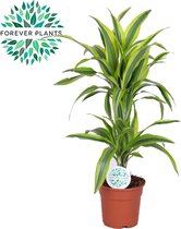 Kamerplant van Botanicly – Drakenboom – Hoogte: 65 cm – Dracaena fragrans