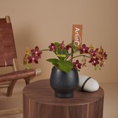 Artisto Neo orchidee rood in Abruzzo zwarte pot | Ø 9 cm | ↕ 40-50 cm