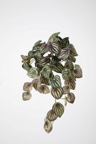 kunstplant - Watermelon leaf - hedera- topkwaliteit plant - hangplant - groen/bruin - 52 cm hoog