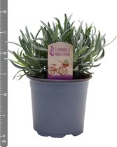 Kruid van Botanicly – Lavendel – Hoogte: 25 cm – Lavandula angustifolia