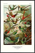 JUNIQE - Poster in kunststof lijst Haeckel - Hummingbirds and