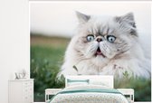 Behang - Fotobehang Grijze Perzische kat met lichtblauwe ogen - Breedte 375 cm x hoogte 300 cm