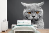 American Shorthair chat aux yeux orange papier peint photo vinyle largeur 360 cm x hauteur 240 cm - Tirage photo sur papier peint (disponible en 7 tailles)