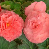 Begonia dubbel roze | 6 stuks | Knol | Geschikt voor in Pot | Roze | Prachtige Knolbegonia | Begonia | 100% Bloeigarantie | QFB Gardening