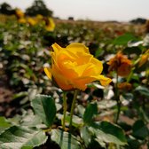 3x Rosa floribunda "Friesia" | Rozenstruik winterhard | Gele bloemen | Kale wortel planten | Leverhoogte 25-40cm