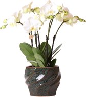 Kolibri Orchids | Witte phalaenopsis orchidee Jewel Ghent in Emerald kleurige Twisted sierpot - potmaat Ø12cm