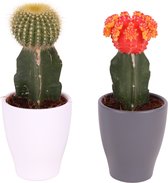 Kamerplanten van Botanicly – 2 × Planten Mix – Hoogte: 20 cm – Mix