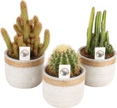 Cactussen van Botanicly – 3 × Cactus mix – Hoogte: 20 cm