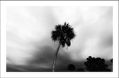 Walljar - Palm In Storm - Muurdecoratie - Poster met lijst