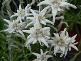 12x Edelweiss (Leontopodium alpinum) - P9 pot (9x9)