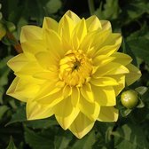 Dahlia American Sun