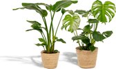 Tropische kamerplanten set in mand - Strelitzia Nicolai 85cm, ø19 + Monstera Deliciosa 75cm, ø21 - Makkelijke kamerplanten - Tropische planten in mand - Luchtzuiverend - Vers van de kwekerij