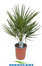 Kamerplant van Botanicly – Dwergwaaierpalm – Hoogte: 55 cm – Chamaerops Humilis