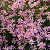 12x Meisjesogen (Coreopsis rosea 'American Dream') - P9 pot (9x9)