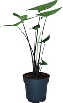 ZynesFlora - Alocasia Black Zebrina - Ø 21 cm - Hoogte: 90 - 100 cm - Kamerplant