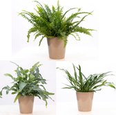 3x Varen in potten - Mix 'Ruby Green' - Nephrolepis, Aglaomorpha & Asplenium - Luchtzuiverende kamerplanten - ↑ 30-35cm - Ø12cm