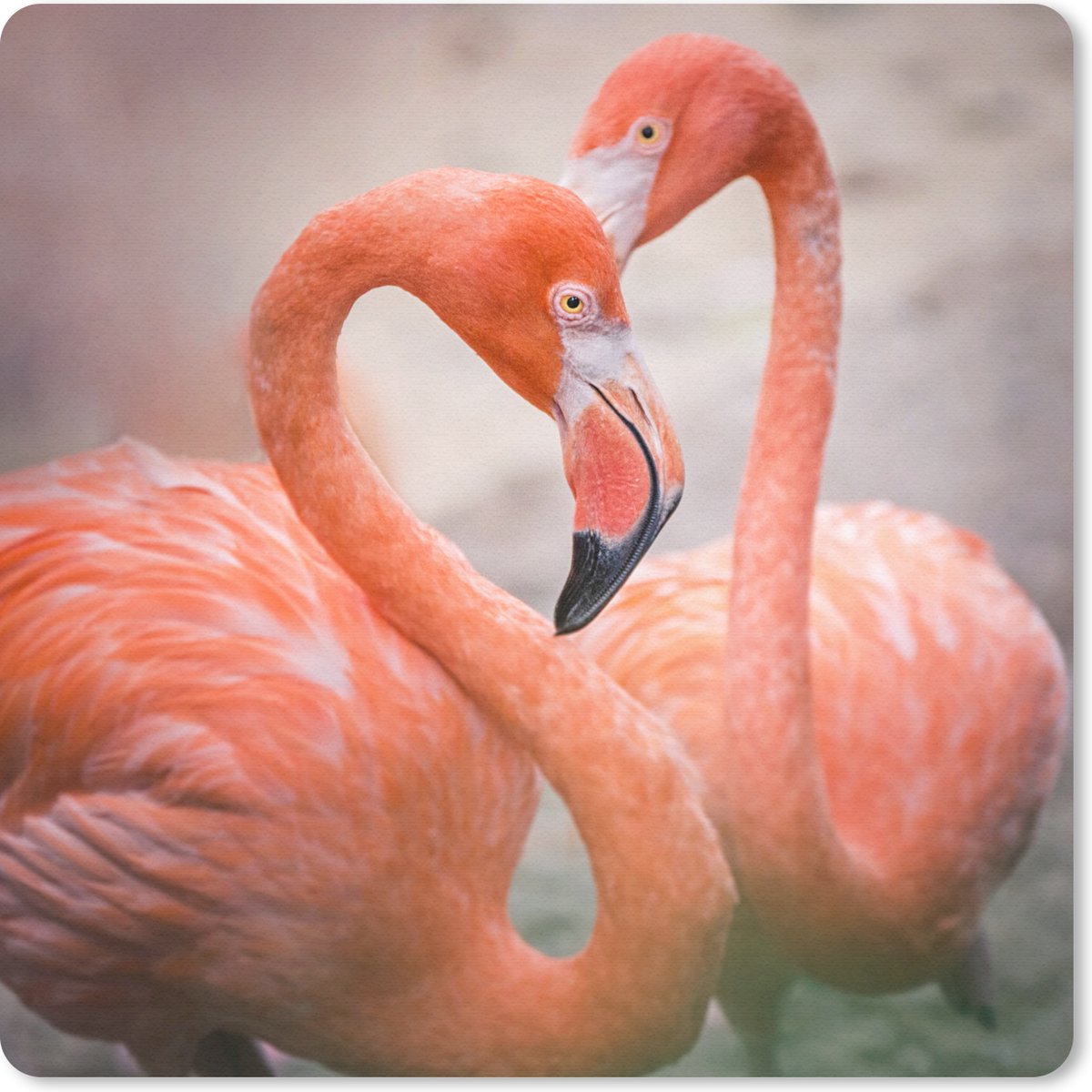 Muismat 30x30 cm - Mousepad Flamingo's die met hun nek een hart vormen - Muismatten