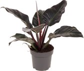 Kamerplant van Botanicly – Philodendron Imperial Red – Hoogte: 60 cm