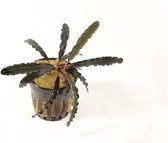 Bucephalandra Alamanda - Aquariumplanten - Aquascape - Moerings
