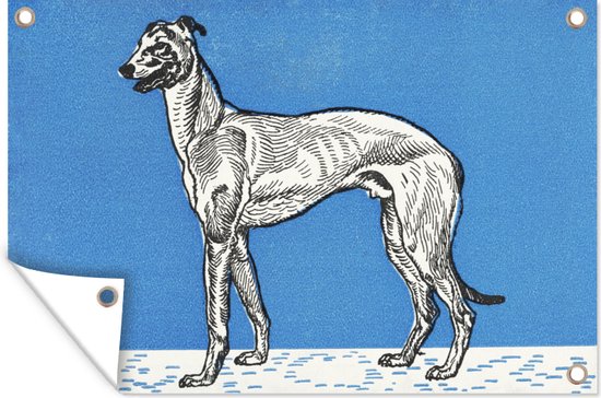 Tuindecoratie Greyhound - schilderij van Moriz Jung - 60x40 cm - Tuinposter - Tuindoek - Buitenposter