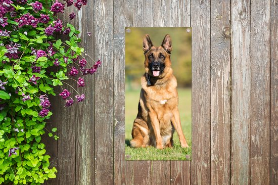 Affiche de jardin Herder allemand assis au soleil - 40x80 cm - Décoration murale Extérieur - Affiche de jardin - Toile de jardin - Affiche de clôture - Peinture de jardin