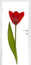 Deursticker Rode tulp voor witte achtergrond - 80x215 cm - Deurposter