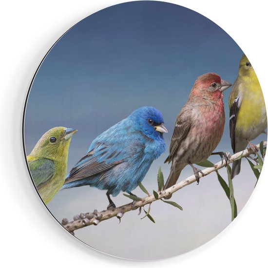 Artaza Dibond Muurcirkel Kleurrijke Zangvogels Op Een Tak - Kleur - Ø 40 cm - Klein - Wandcirkel - Rond Schilderij - Voor Binnen en Buiten