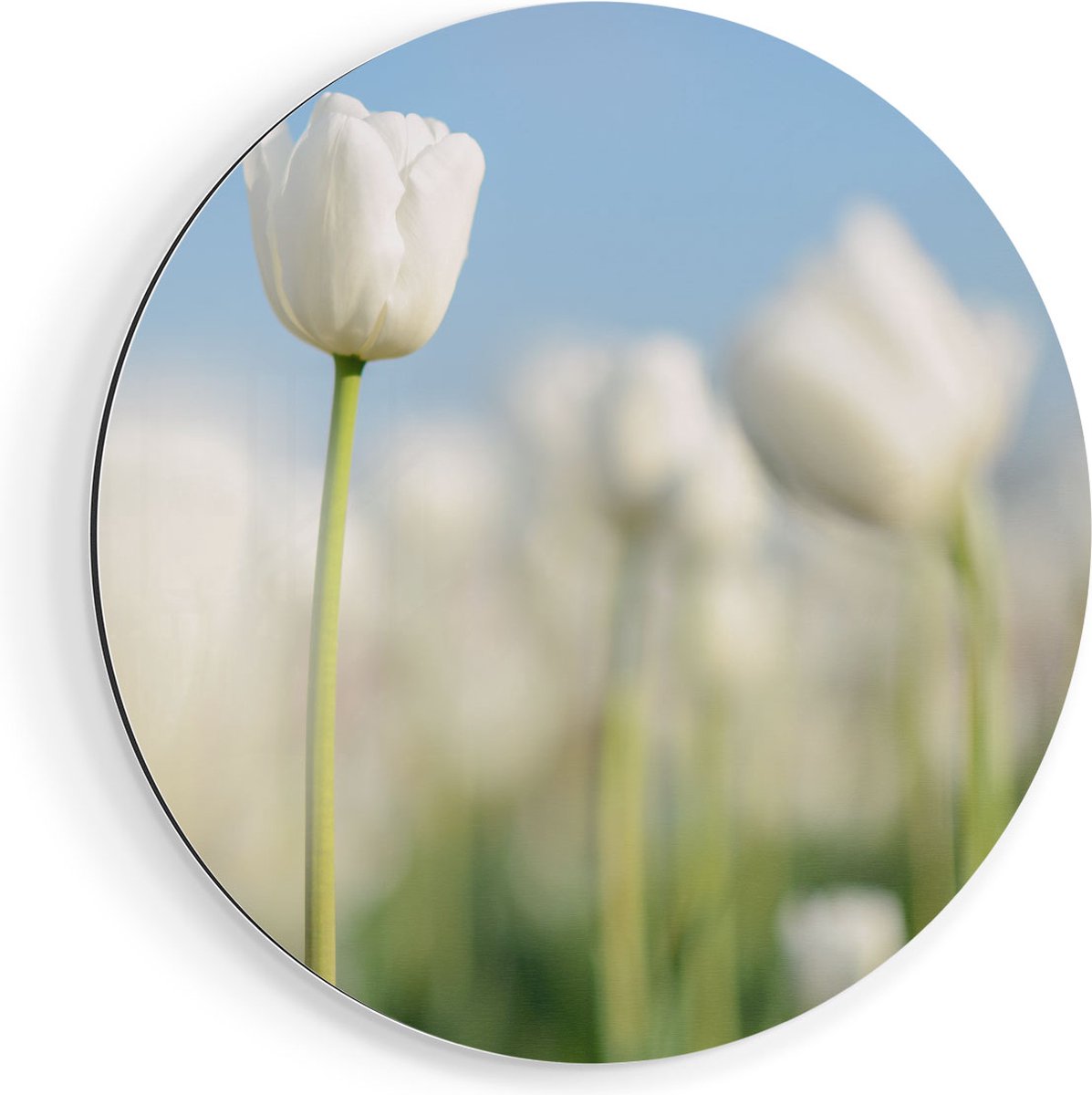 Artaza Dibond Muurcirkel Witte Tulpen - Bloemen - Ø 40 cm - Klein - Wandcirkel - Rond Schilderij - Voor Binnen en Buiten