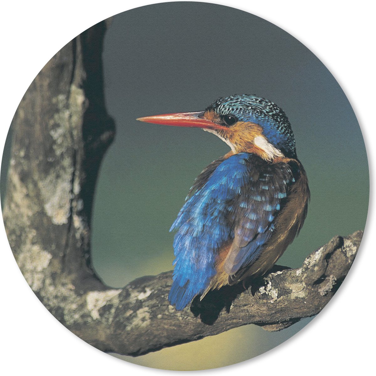 Muismat rond 30x30 cm - Mousepad IJsvogel - Dier - Kleurrijk - Ronde muismatten